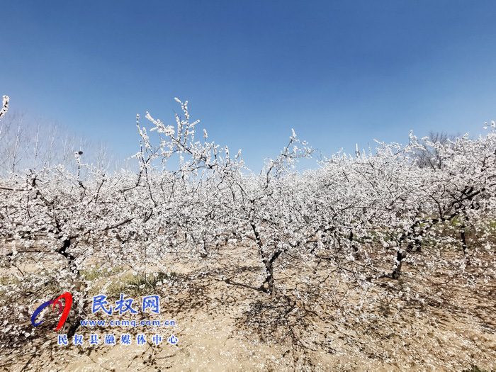 河南民權(quán):杏花開 春意濃 河南民權(quán):杏花開 春意濃
