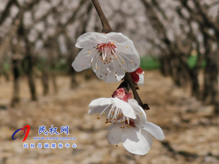 河南民權(quán):杏花開 春意濃 河南民權(quán):杏花開 春意濃
