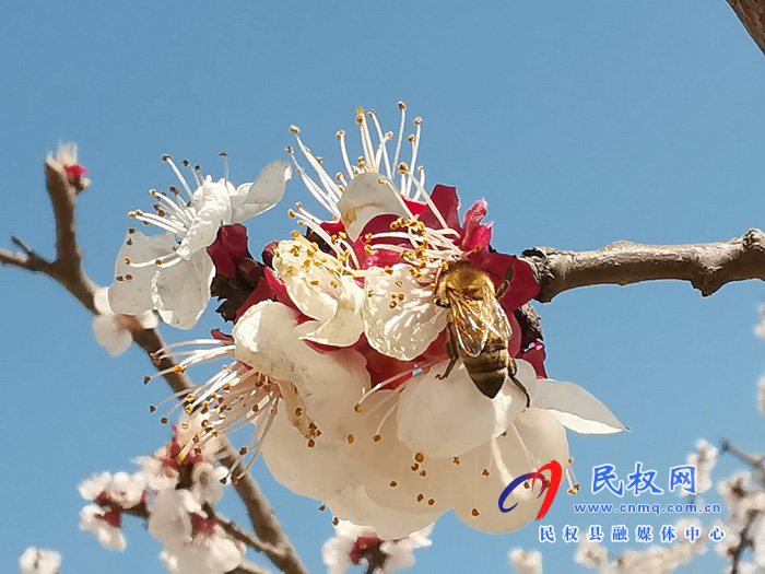 河南民權(quán):杏花開 春意濃 河南民權(quán):杏花開 春意濃