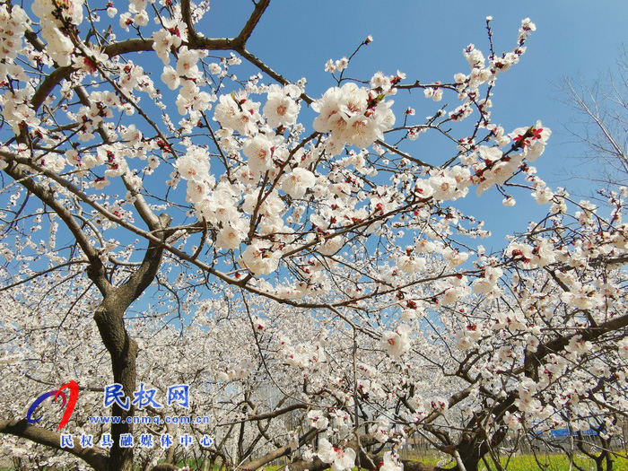 河南民權(quán):杏花開 春意濃 河南民權(quán):杏花開 春意濃