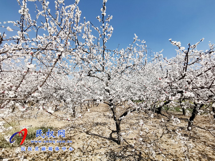 河南民權(quán):杏花開 春意濃 河南民權(quán):杏花開 春意濃