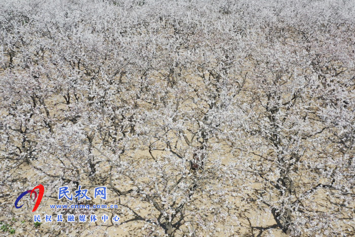 河南民權(quán):杏花開 春意濃 河南民權(quán):杏花開 春意濃