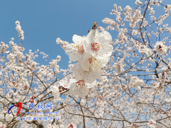 河南民權(quán):杏花開 春意濃 河南民權(quán):杏花開 春意濃