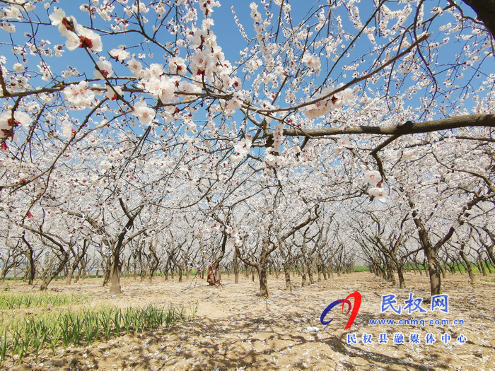 河南民權(quán):杏花開 春意濃 河南民權(quán):杏花開 春意濃