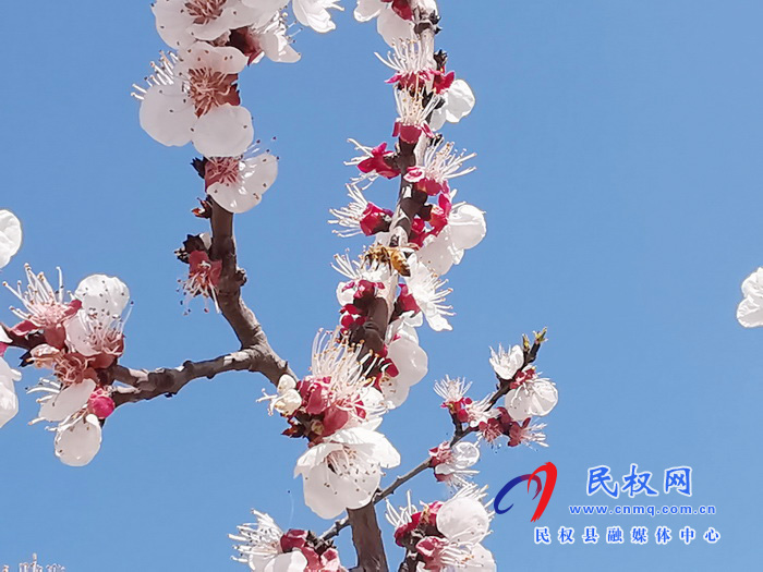 河南民權(quán):杏花開 春意濃 河南民權(quán):杏花開 春意濃