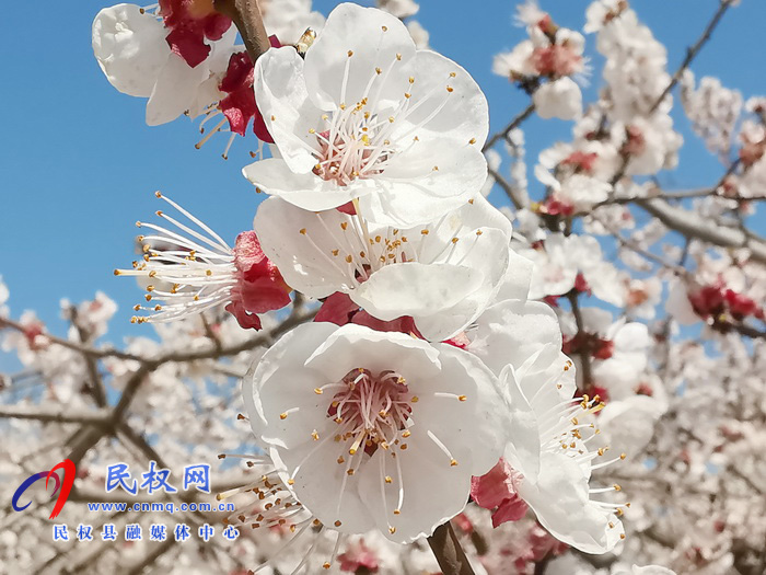 河南民權(quán):杏花開 春意濃 河南民權(quán):杏花開 春意濃