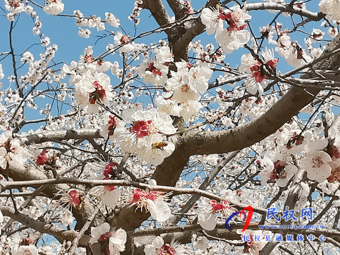 河南民權(quán):杏花開 春意濃 河南民權(quán):杏花開 春意濃
