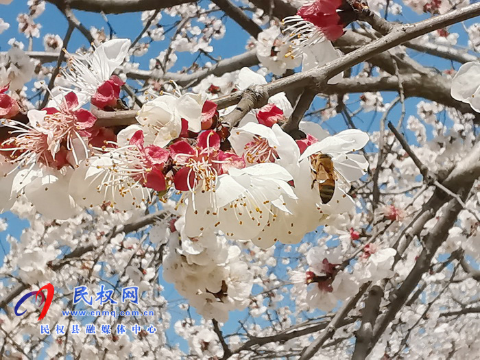 河南民權(quán):杏花開 春意濃 河南民權(quán):杏花開 春意濃