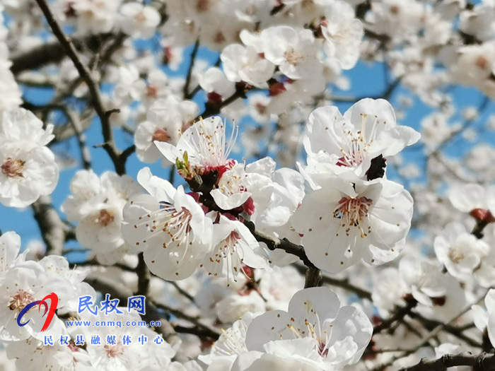 河南民權(quán):杏花開 春意濃 河南民權(quán):杏花開 春意濃