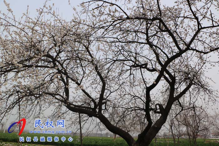 伯黨鄉(xiāng):老家的甜酸杏樹開花了 伯黨鄉(xiāng):老家的甜酸杏樹開花了