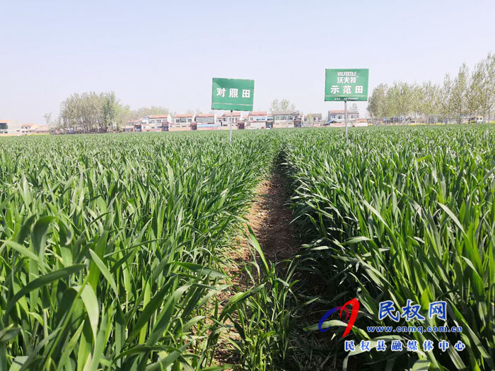 豫東大區(qū)沃夫特控釋肥減肥增效現(xiàn)場(chǎng)觀摩會(huì)在民權(quán)縣林七鄉(xiāng)前元子村舉辦 豫東大區(qū)沃夫特控釋肥減肥增效現(xiàn)場(chǎng)觀摩會(huì)在民權(quán)縣林七鄉(xiāng)前元子村舉辦