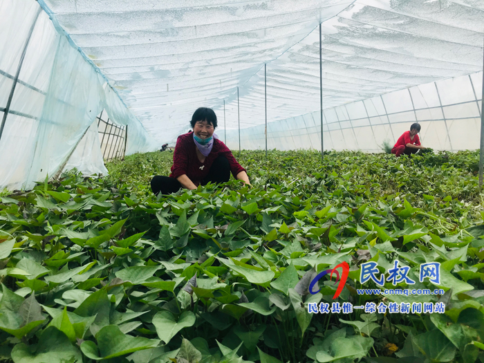 孫六鎮(zhèn):培育紅薯秧苗富農(nóng)家 孫六鎮(zhèn):培育紅薯秧苗富農(nóng)家
