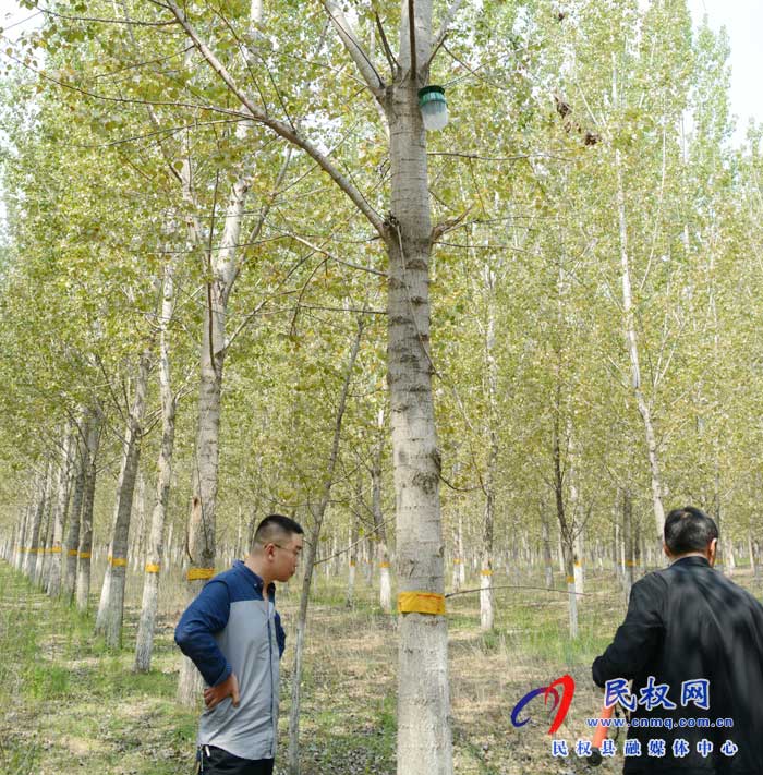 縣林業(yè)發(fā)展服務(wù)中心切實(shí)做好美國(guó)白蛾監(jiān)測(cè)防控工作 縣林業(yè)發(fā)展服務(wù)中心切實(shí)做好美國(guó)白蛾監(jiān)測(cè)防控工作