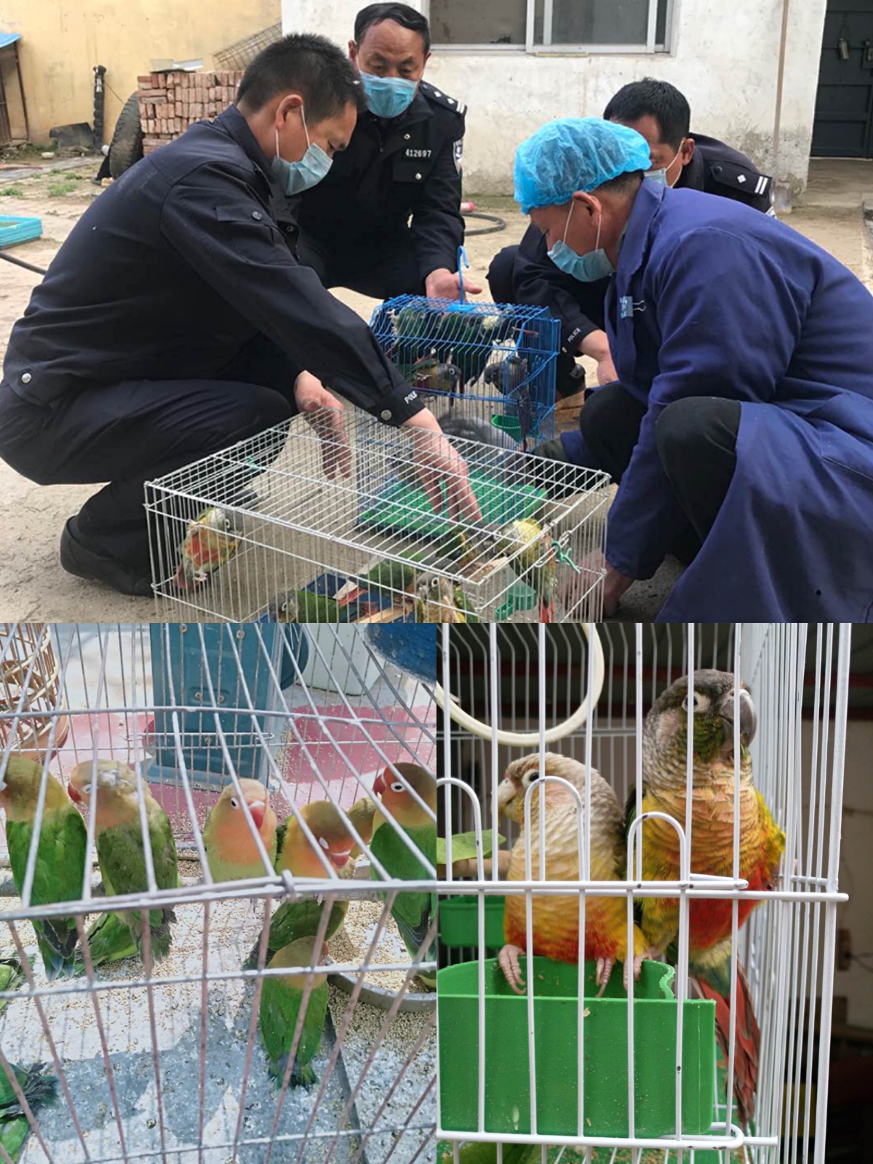民權(quán)縣森林公安破獲兩起破壞野生動物資源案件 民權(quán)縣森林公安破獲兩起破壞野生動物資源案件
