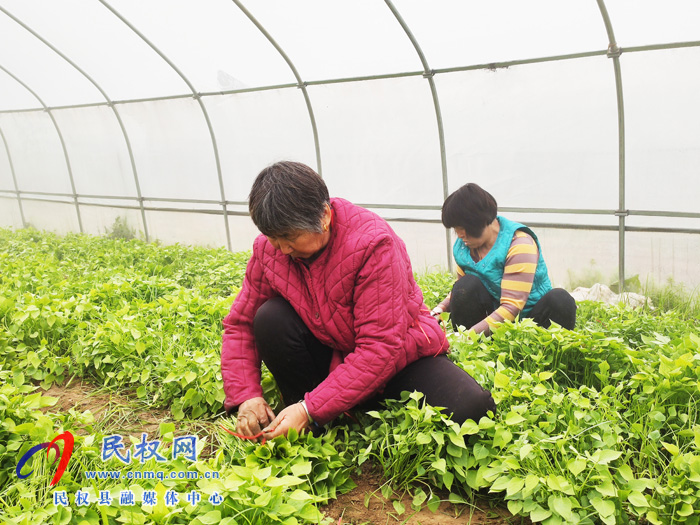 王橋鎮(zhèn):小小紅薯苗育出致富大產(chǎn)業(yè) 王橋鎮(zhèn):小小紅薯苗育出致富大產(chǎn)業(yè)