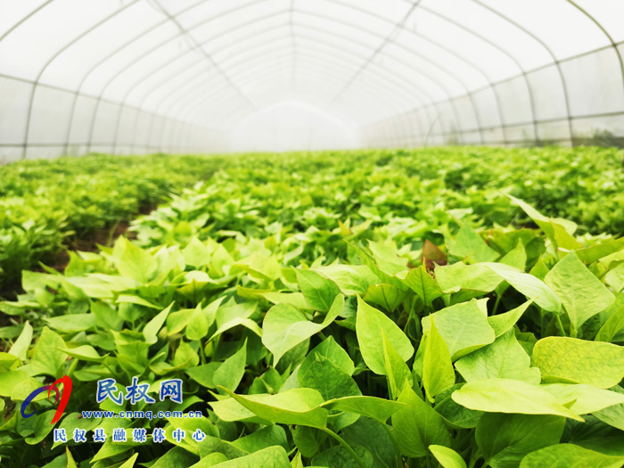 王橋鎮(zhèn):小小紅薯苗育出致富大產(chǎn)業(yè) 王橋鎮(zhèn):小小紅薯苗育出致富大產(chǎn)業(yè)