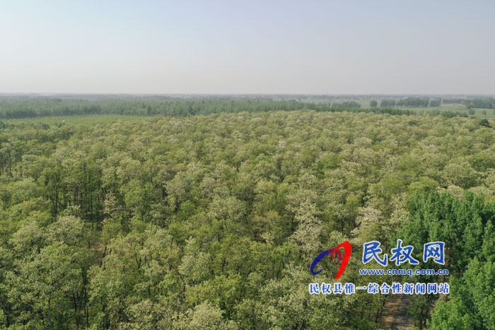 河南民權(quán):又是槐花飄香時 河南民權(quán):又是槐花飄香時