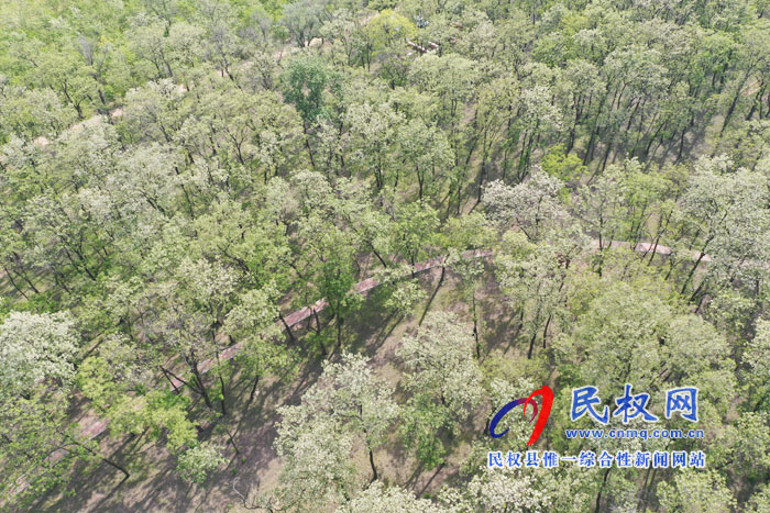 河南民權(quán):又是槐花飄香時 河南民權(quán):又是槐花飄香時