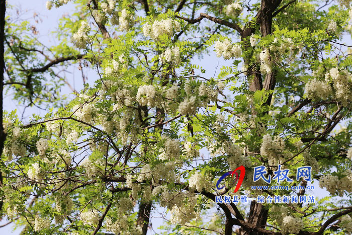 河南民權(quán):又是槐花飄香時 河南民權(quán):又是槐花飄香時