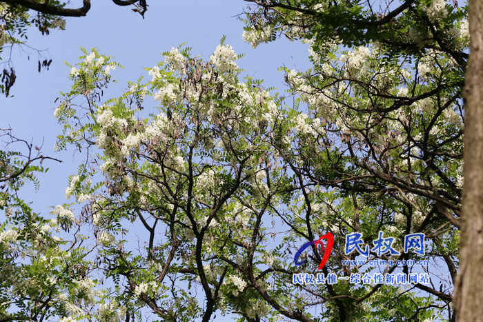 河南民權(quán):又是槐花飄香時 河南民權(quán):又是槐花飄香時