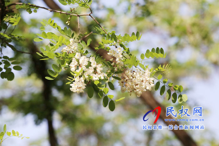 河南民權(quán):又是槐花飄香時 河南民權(quán):又是槐花飄香時