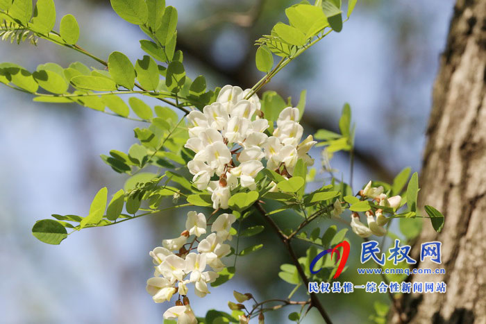 河南民權(quán):又是槐花飄香時 河南民權(quán):又是槐花飄香時