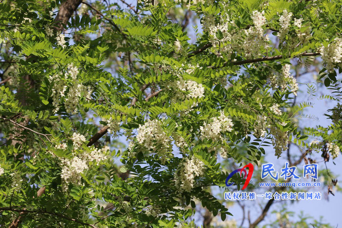 河南民權(quán):又是槐花飄香時 河南民權(quán):又是槐花飄香時