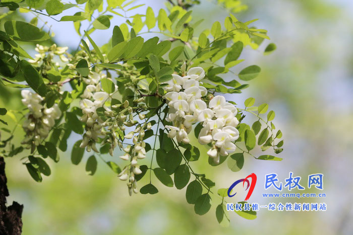河南民權(quán):又是槐花飄香時 河南民權(quán):又是槐花飄香時