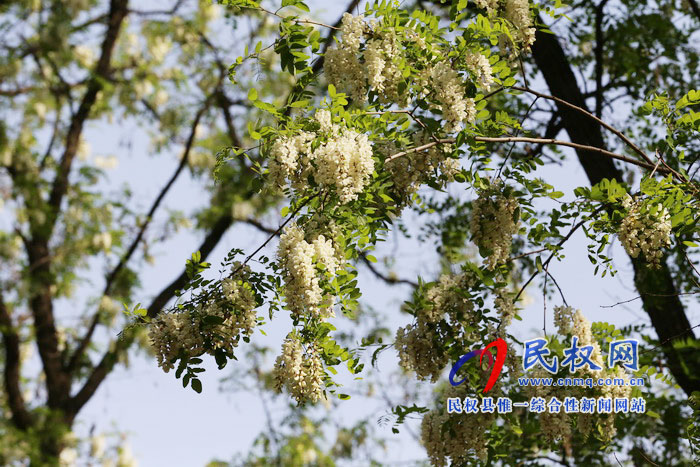 河南民權(quán):又是槐花飄香時 河南民權(quán):又是槐花飄香時