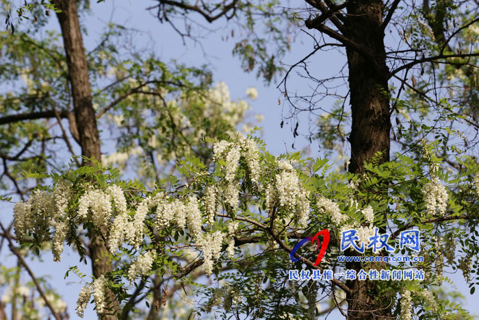 河南民權(quán):又是槐花飄香時 河南民權(quán):又是槐花飄香時