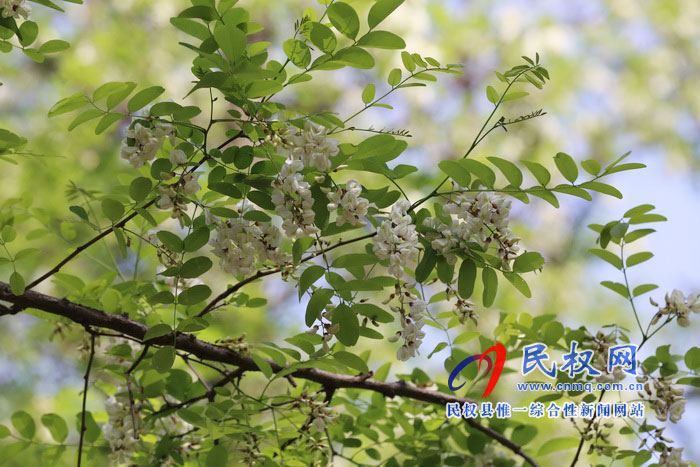 河南民權(quán):又是槐花飄香時 河南民權(quán):又是槐花飄香時