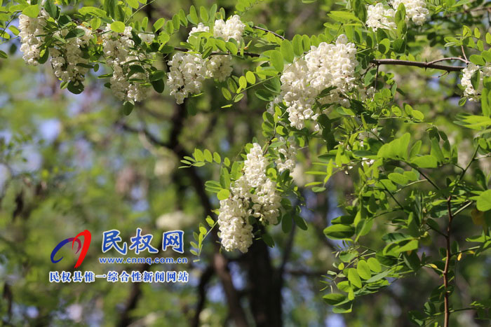 河南民權(quán):又是槐花飄香時 河南民權(quán):又是槐花飄香時