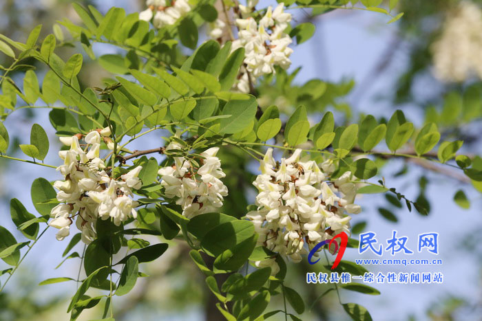 河南民權(quán):又是槐花飄香時 河南民權(quán):又是槐花飄香時