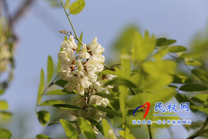 河南民權(quán):又是槐花飄香時 河南民權(quán):又是槐花飄香時