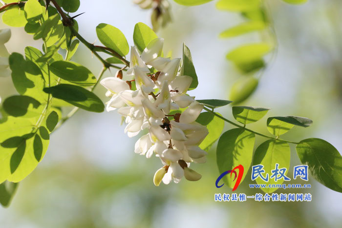 河南民權(quán):又是槐花飄香時 河南民權(quán):又是槐花飄香時