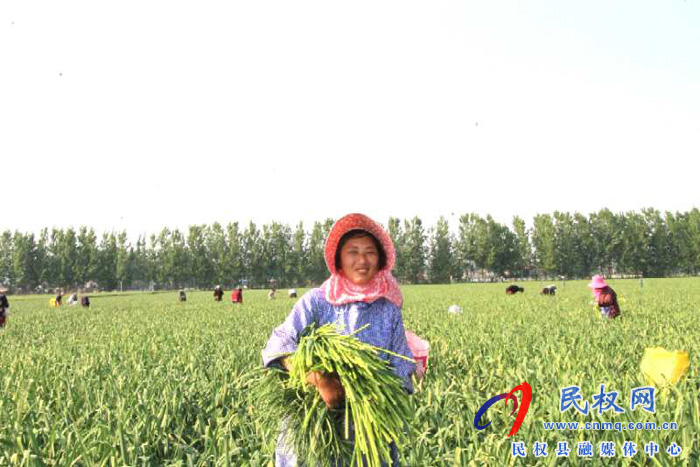 褚廟鄉(xiāng):蒜薹大豐收 群眾采摘忙 褚廟鄉(xiāng):蒜薹大豐收 群眾采摘忙