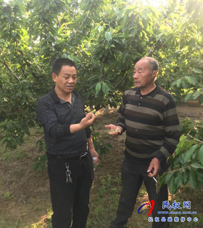 園藝站技術人員到王橋鎮(zhèn)底莊村大櫻桃示范園進行技術指導 園藝站技術人員到王橋鎮(zhèn)底莊村大櫻桃示范園進行技術指導