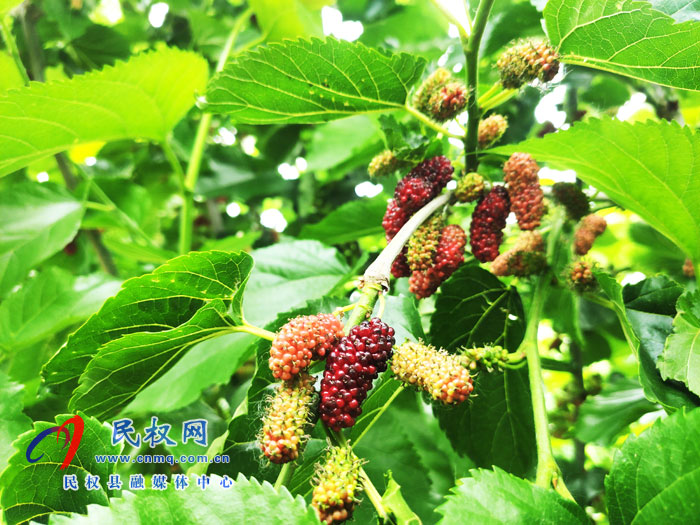 王橋鎮(zhèn):桑葚園里采摘忙 王橋鎮(zhèn):桑葚園里采摘忙
