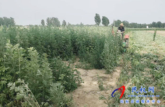 龍?zhí)伶?zhèn)艾草“變身”致富草 龍?zhí)伶?zhèn)艾草“變身”致富草