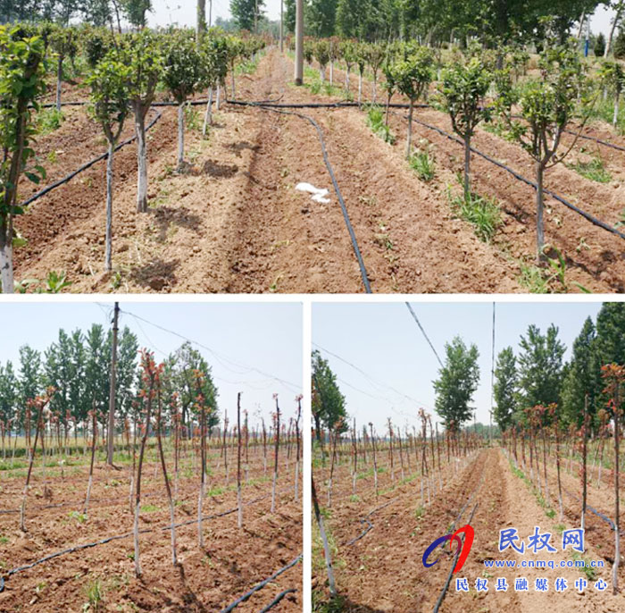 莊子鎮(zhèn)多舉措做好新植苗木管護(hù)工作 莊子鎮(zhèn)多舉措做好新植苗木管護(hù)工作