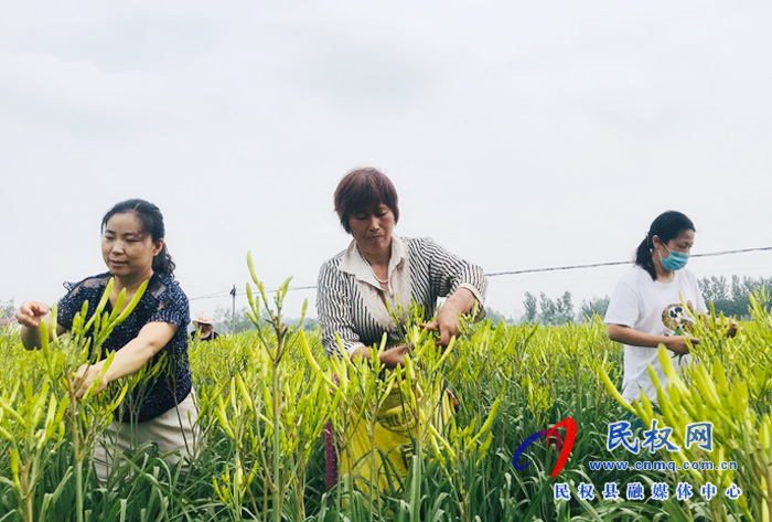 孫六鎮(zhèn):扶貧產(chǎn)業(yè)黃花菜采摘正當(dāng)時(shí) 孫六鎮(zhèn):扶貧產(chǎn)業(yè)黃花菜采摘正當(dāng)時(shí)