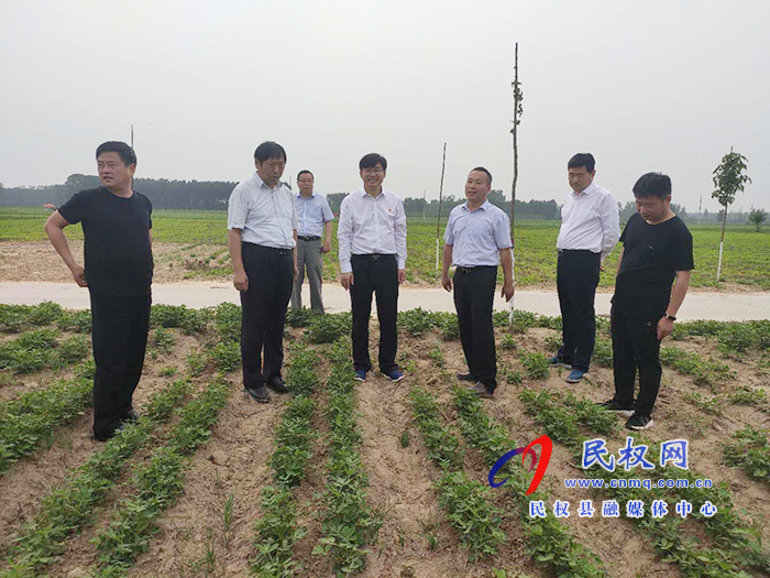 省農(nóng)業(yè)農(nóng)村廳黨組成員、總農(nóng)藝師王俊忠到我縣調(diào)研花生生產(chǎn)情況