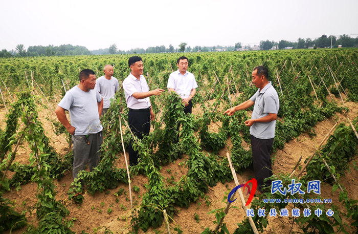 民權(quán)縣褚廟鄉(xiāng)5000畝山藥長(zhǎng)勢(shì)喜人 民權(quán)縣褚廟鄉(xiāng)5000畝山藥長(zhǎng)勢(shì)喜人
