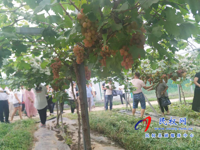 我縣加快省級(jí)現(xiàn)代葡萄產(chǎn)業(yè)園區(qū)建設(shè) 人和鎮(zhèn)千畝葡萄觀光園大豐收 我縣加快省級(jí)現(xiàn)代葡萄產(chǎn)業(yè)園區(qū)建設(shè) 人和鎮(zhèn)千畝葡萄觀光園大豐收