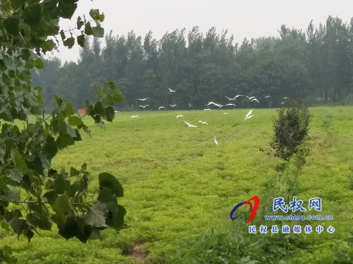 野崗鎮(zhèn)宜居生態(tài)好 白鷺翩翩飛 野崗鎮(zhèn)宜居生態(tài)好 白鷺翩翩飛