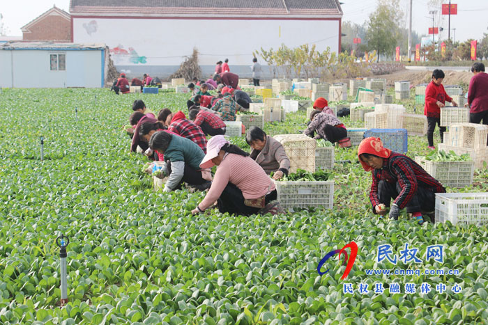 莊子鎮(zhèn) 蔬菜地里“話”豐收 莊子鎮(zhèn) 蔬菜地里“話”豐收