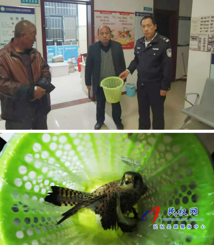 民權(quán)縣森林公安局救助國家重點保護動物鷹隼 民權(quán)縣森林公安局救助國家重點保護動物鷹隼