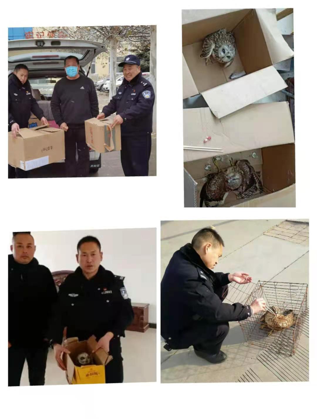 縣森林公安局一天救助兩只野生鳥類 縣森林公安局一天救助兩只野生鳥類