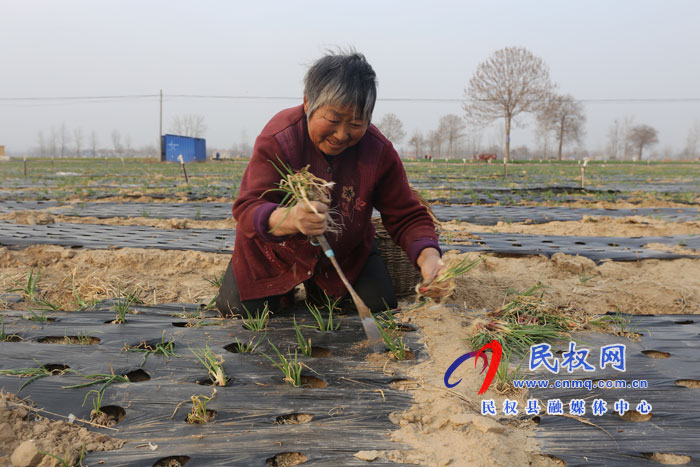 白云寺鎮(zhèn):香蔥基地人備忙 白云寺鎮(zhèn):香蔥基地人備忙