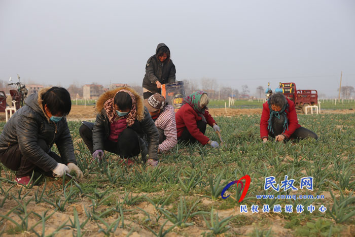 白云寺鎮(zhèn):香蔥基地人備忙 白云寺鎮(zhèn):香蔥基地人備忙